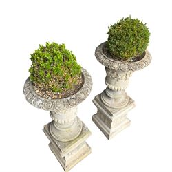 Pair of weathered composite stone campana urns on pedestals, the flared egg-and-dart rim over a tapering body with fruiting grapevine decoration in relief, over gadrooned underbelly, the rectangular pedestals moulded with floral garlands, planted