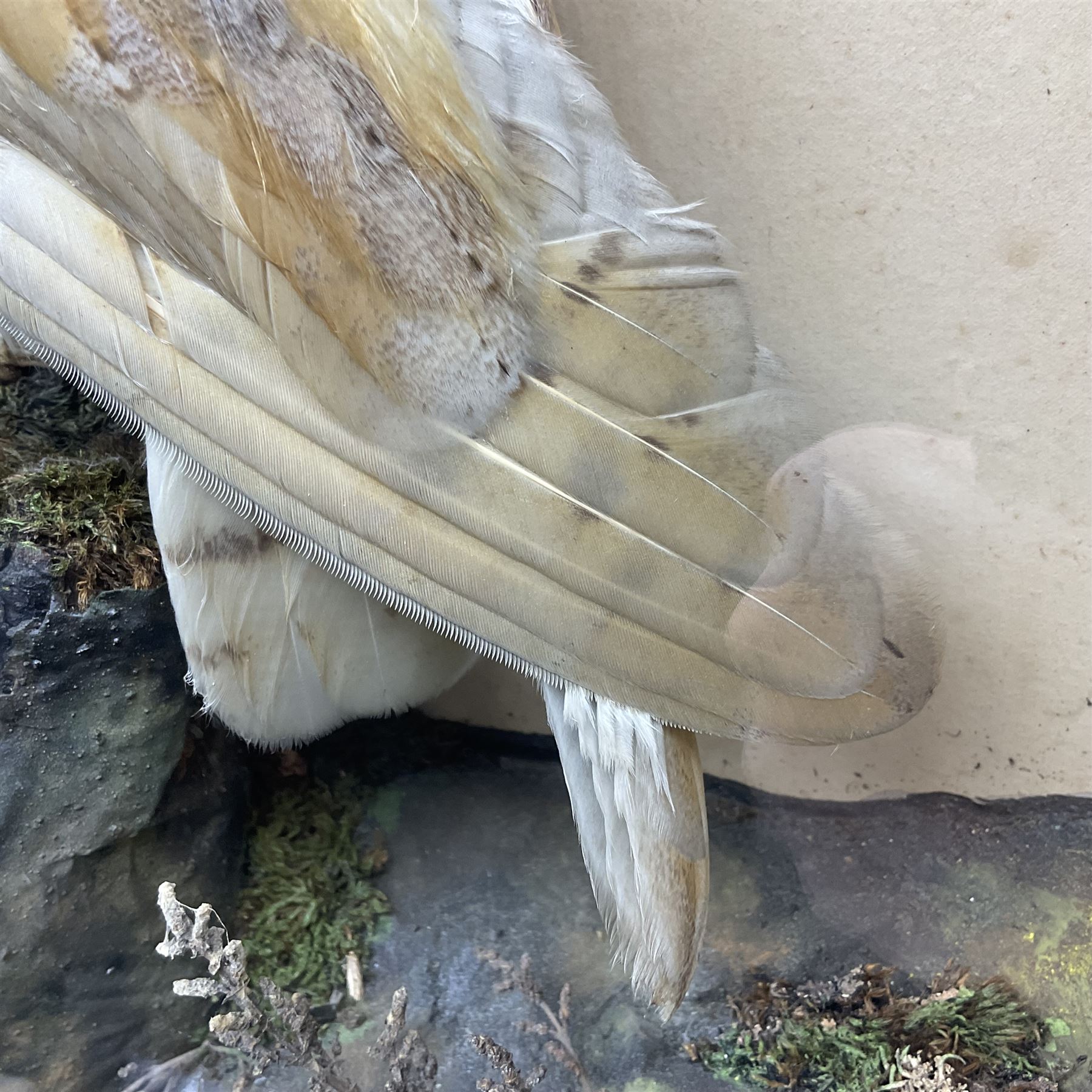 Taxidermy: Victorian cased Barn Owl (Tyto alba), full adult mount perched upon a tree stump amidst a natural setting, encased with an green single- glass display case, H46cm, L39cm, D17cm 