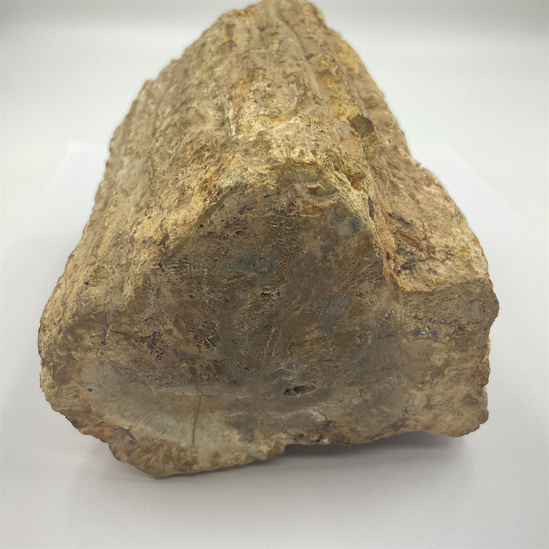 Petrified wood tree branch, sliced in cross-section and polished to one side to reveal an array of colours, with textured edge, H14cm, D9cm