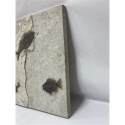Fossilised fish group in a single matrix; freshwater fish presentation from the prehistoric system of three lakes known as the Green River Formation, featuring Priscacara, Phareodus testis, Diplomystus dentatus
 H59cm, L97cm