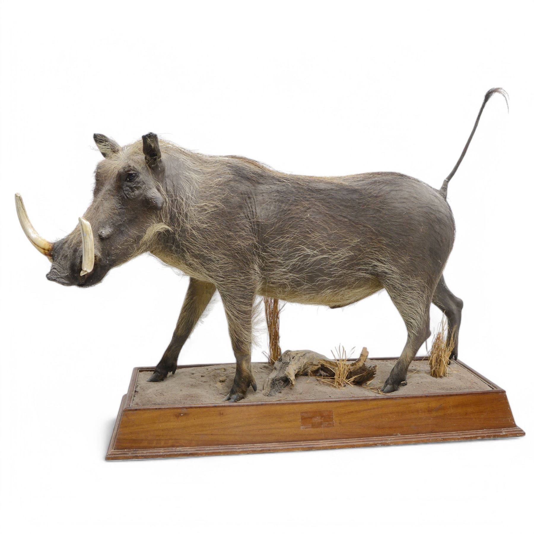 Taxidermy: Common Warthog (Phacochoerus africanus), full mount adult on open display, in running pose, mounted upon a naturalistic rectangular base, H83cm, L140cm