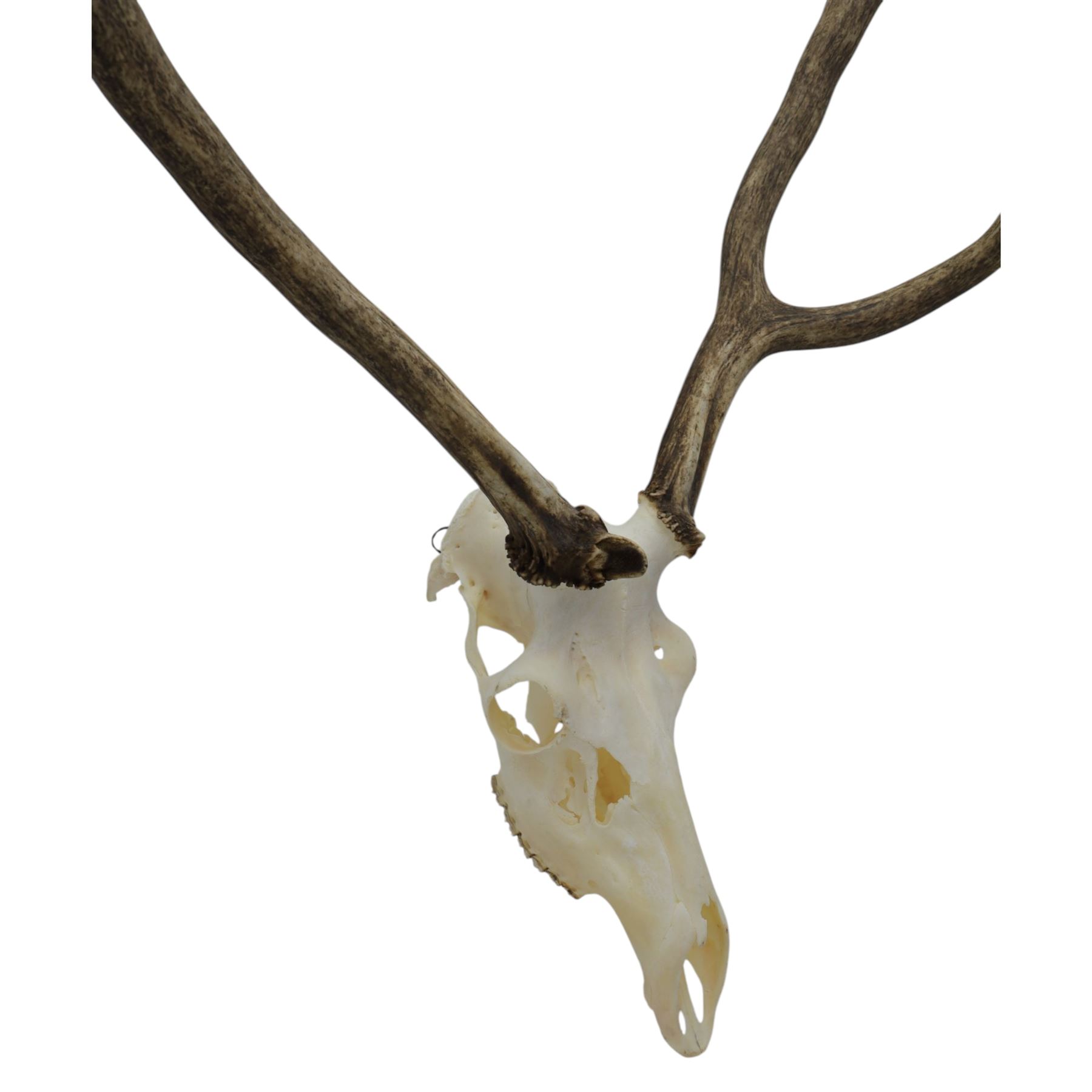 Antlers/Horns: Pair of Red Deer (Cervus elaphus) antlers on skull, H110cm