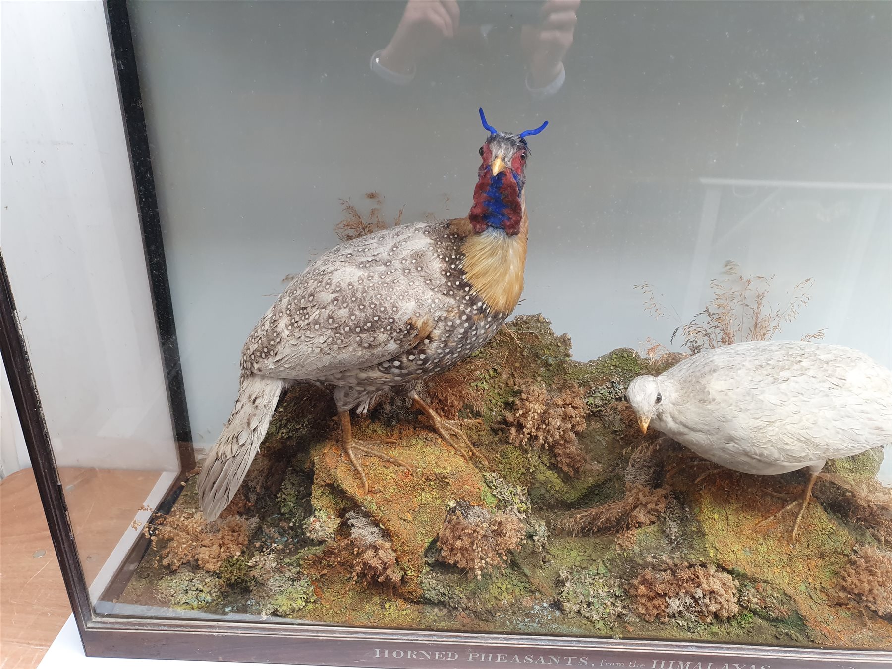 Taxidermy: Victorian cased pair of  Cabot’s Tragopans (Tragopan caboti), hen and cock, in naturalistic setting, the rocky groundwork detailed with lichen and grasses, set against a painted pale blue backdrop, enclosed within a rosewood topped three pane display case, frame titled Horned Pheasants from the Himalayas, H74cm L111cm D31cm 