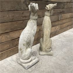 Pair of small cast stone seated Whippets with collars, on square plinths