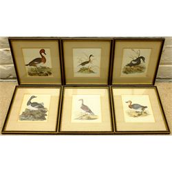 Ornithological Duck Studies, set six hand-coloured engravings 13cm x 11cm (6)