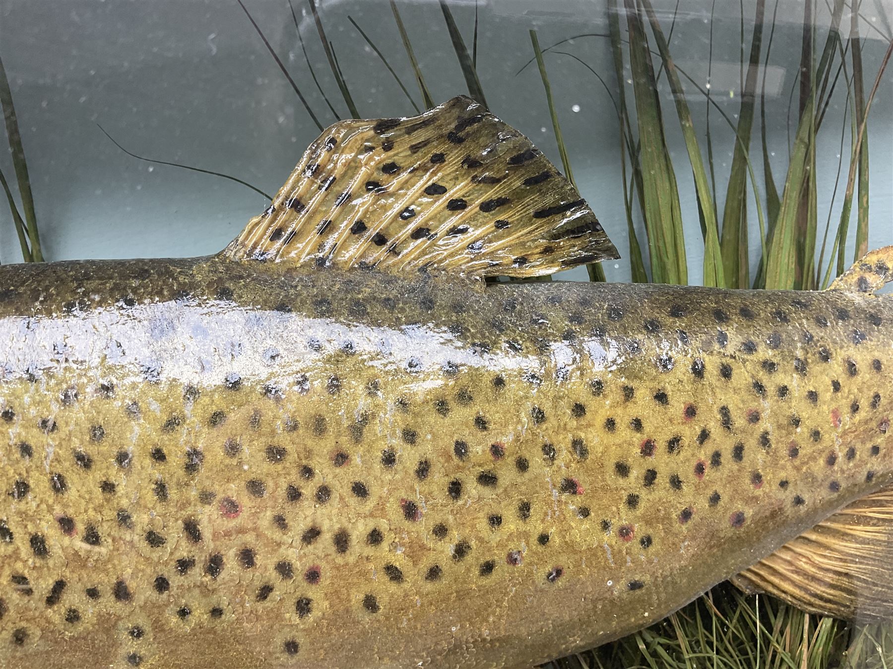 Taxidermy: Brown trout (Salmo trutta), skin mount set above a pebbled river bed with reeds and ferns, against blue painted back drop, enclosed within an ebonised bow-front display case, with 'Costa Beck June 8th 1920, Weight 3 3/4lbs',inscribed to the glass, H31cm, L62cm 