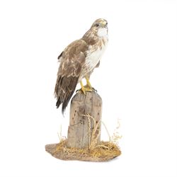 Taxidermy: European Honey Buzzard (Pernis apivorus), full adult mount adult perched atop a fence post, amidst a naturalistic setting on a wooden base, H65cm