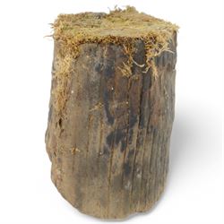 Petrified wood tree trunk/branch, sliced in cross-section with textured edge, H20cm