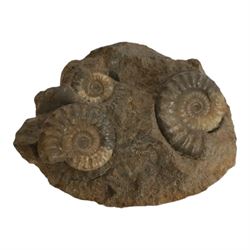 Aegasteroceras sp (ammonite) age; Lower Jurassic period, location; Scunthorpe, England, Cardinia hybrida (bivalve), age Jurassic period, location; Scunthorpe England, Promicroceras Planicosta (ammonites) age; Jurassic period, loication; Lyme Regis, England and other English specimens    