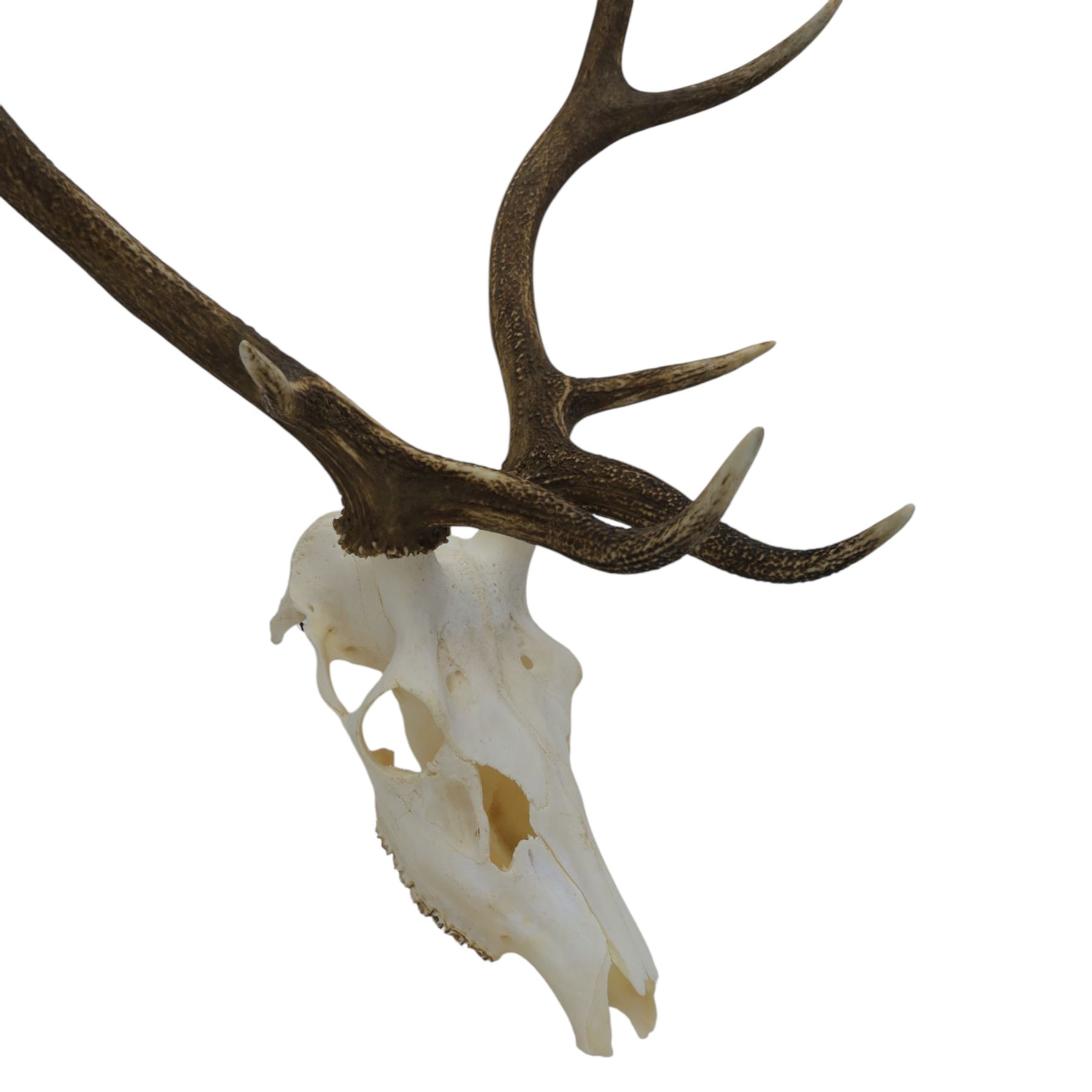 Antlers/Horns: Pair of Red Deer (Cervus elaphus) antlers on skull, H105cm