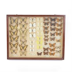 Entomology: Single glazed display of but