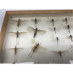 Entomology: Glazed entomology collector's drawer display of various Australian and African Locusts and Dragonflies, twenty-eight assorted specimens, collected from various regions of Australia and Africa, each with attached data labels, H42cm, L51cm