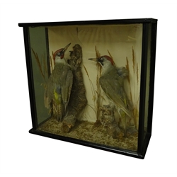 Taxidermy - Victorian cased pair European Green Woodpeckers on naturalistic setting, in black painted and glazed case, W44cm, H41cm, D16cm  