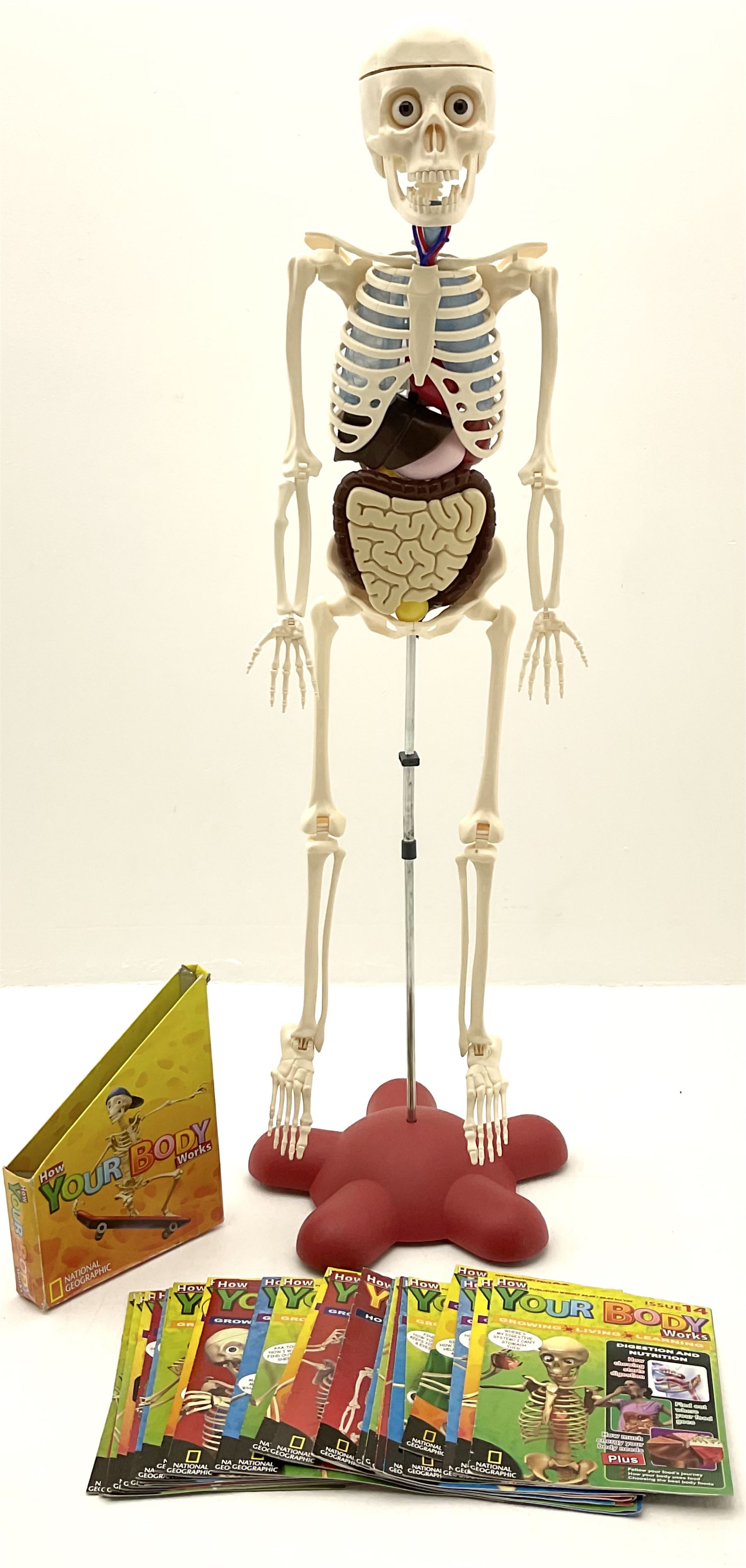 Billie Bones anatomy skeleton with set of magazines volume one to thirty four, skeleton H120cm. 