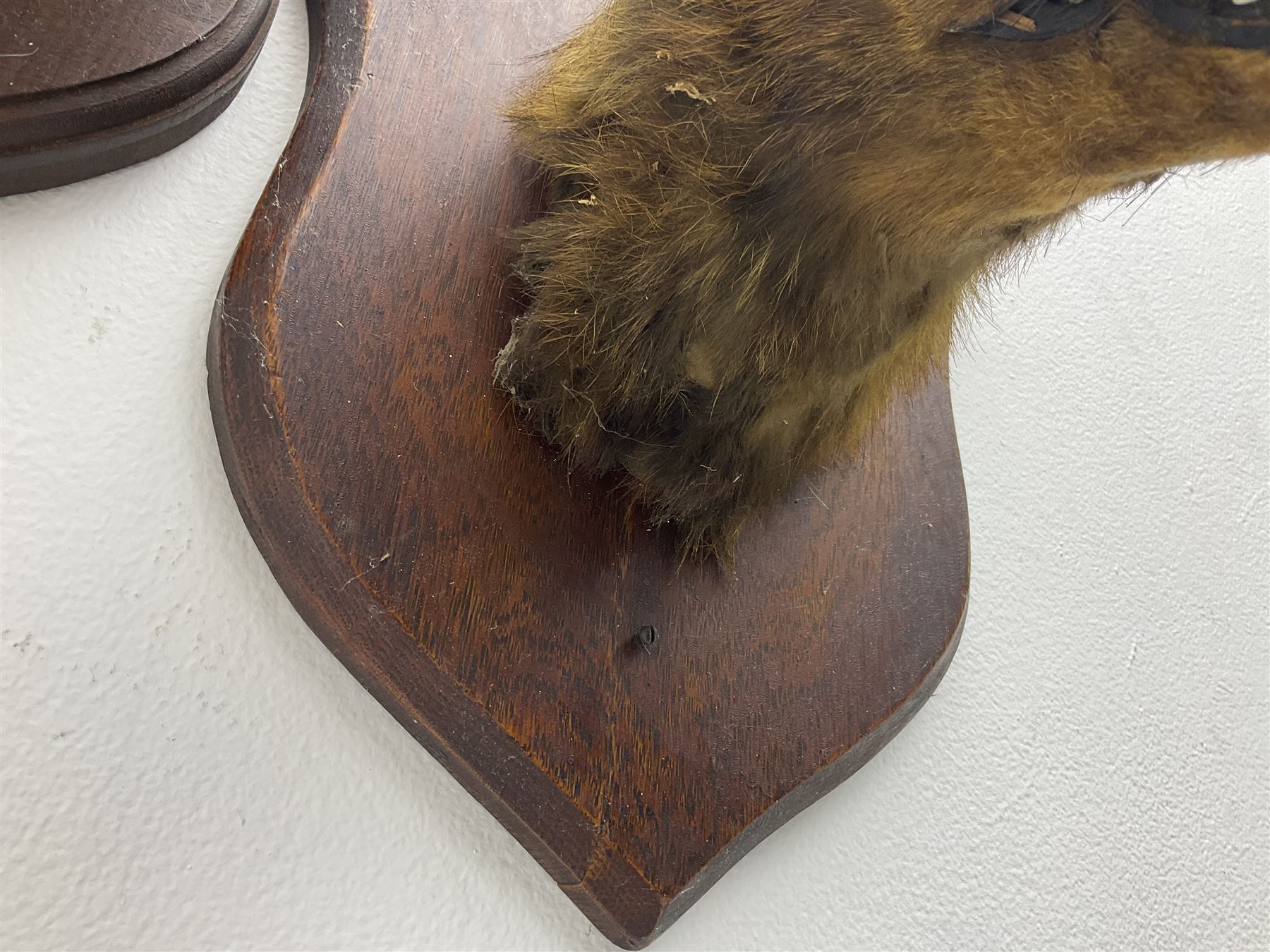 Taxidermy: Red fox masks (vulpes vulpes), the first example an unusual dark coloured adult head looking straight ahead, the second mount turning to the right with mouth agape bearing teeth, both on wooden shields 