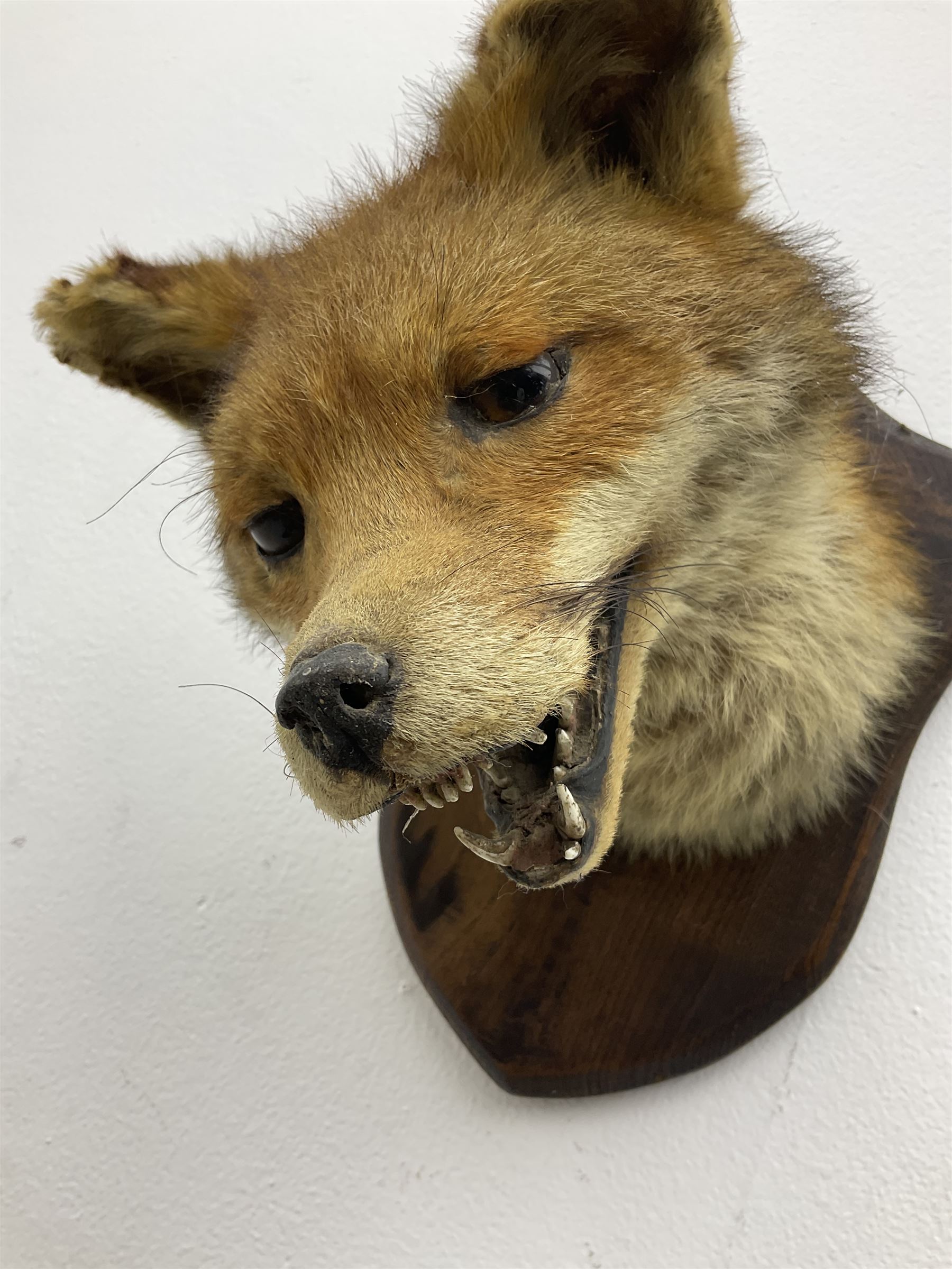 Taxidermy; Red fox mask (Vulpes vulpes), an adult head mount looking straight ahead, with mouth open bearing teeth, mounted upon a oak shield, H30cm 
