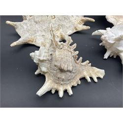 Conchology: selection of conch shells, to include horned examples, largest H17cm, L24cm
