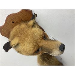 Taxidermy; Red fox mask (Vulpes vulpes), with mouth agape bearing teeth, mounted upon oak shield, with brush, shield L26cm