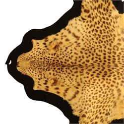 Taxidermy: Early 20th century Indian leopard (Panthera pardus fusca), adult skin rug, with limbs outstretched, mounted upon a later felt backing, L202cm