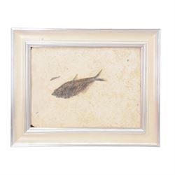 Fossilised fish (Knightia alta); two fish in single matrix, age; Eocene period, within a f...