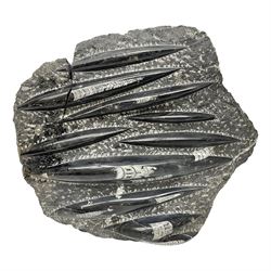 Orthoceras fossil group, age: Devonian period, H33cm, L30cm