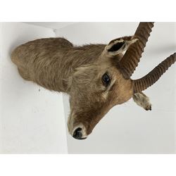 Taxidermy: East African Ellipsen Waterbuck (Kobus ellipsiprymnus), adult male shoulder mount looking straight ahead, approximately H120cm