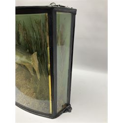 Taxidermy: Brown trout (Salmo trutta), skin mount set above a pebbled river bed with reeds and ferns, against blue painted back drop, enclosed within an ebonised bow-front display case, with 'Costa Beck May 27th 1911, Weight 2 1/2lbs', inscribed to the glass, H34cm, L58cm 