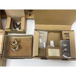 Entomology; large collection of pinned butterflies and moths, to include Cream-spotted Tiger moth, Adonis Blue butterfly, Orange tip butterfly, Swallowtail butterfly etc  