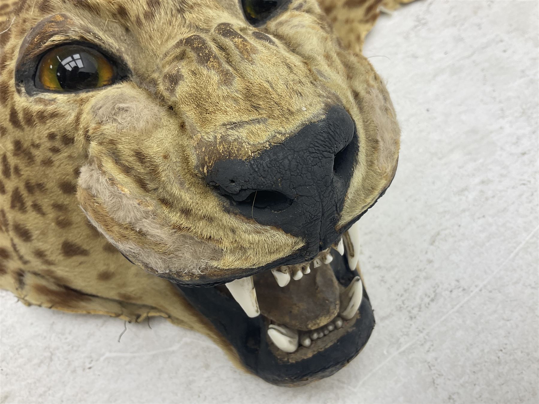 Taxidermy: Early 20th century Indian leopard (Panthera pardus fusca), adult skin rug with head mount, mouth agape, with limbs outstretched, nose to tail L156cm