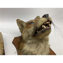 Taxidermy: Two Red fox mask (Vulpes vulpes), one with mouth agape bearing teeth, the other mouth open head turned to the left, both mounted upon wooden shields, largest example H26cm 