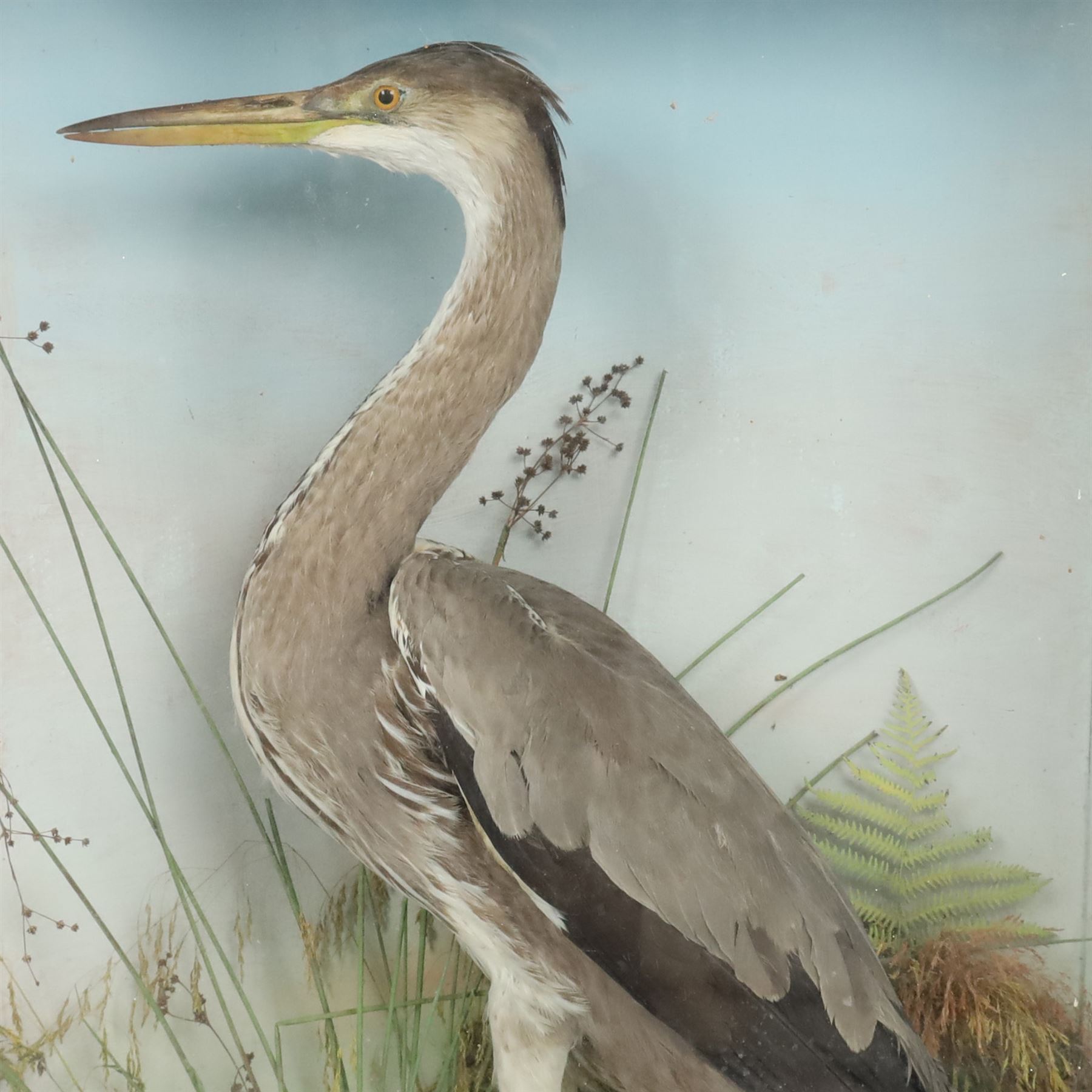 Taxidermy: Grey heron (Ardea cinerea), full adult mount, within a naturalistic setting of reeds and grasses, against blue painted backdrop, enclosed within a glass display case, H83cm