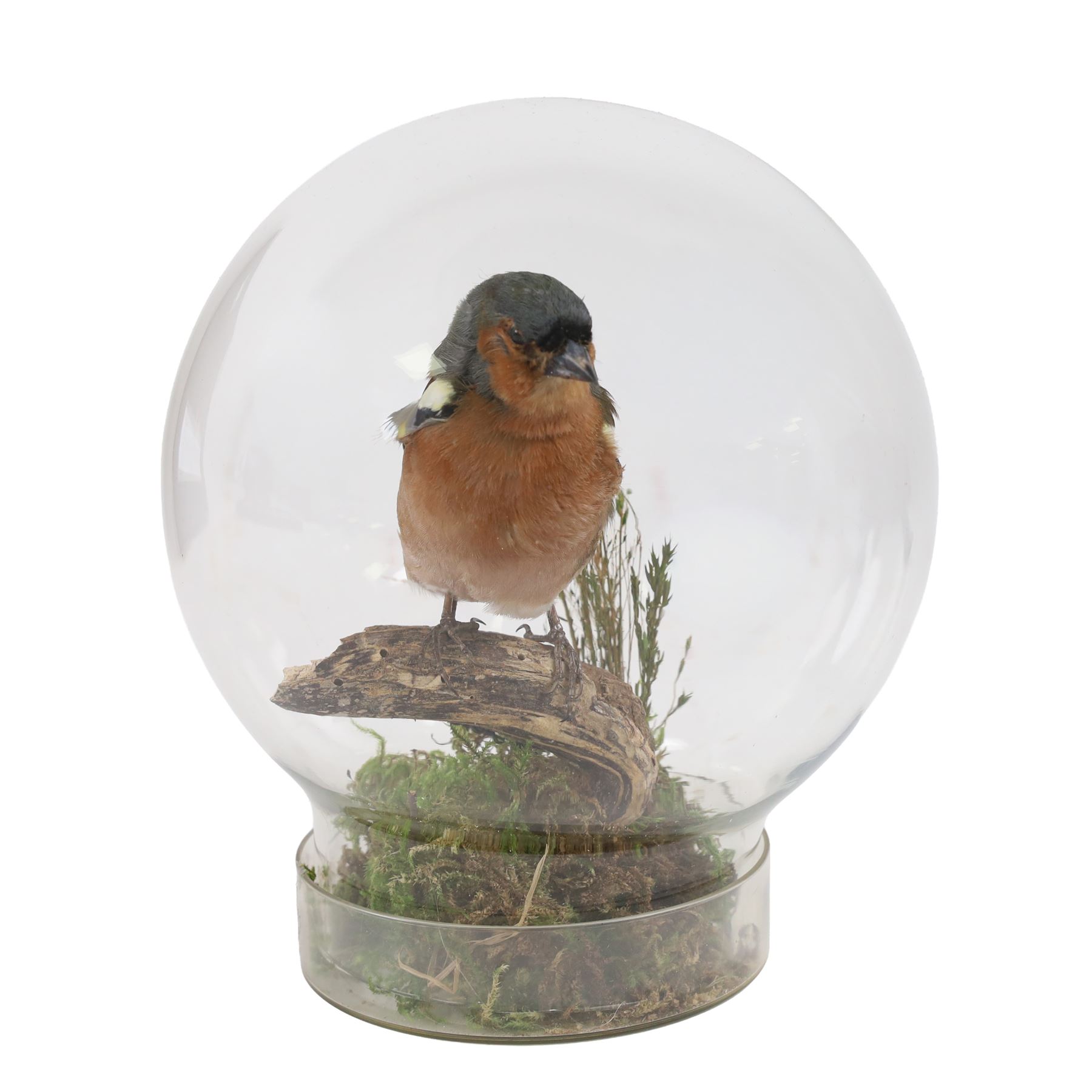 Taxidermy; Chaffinch (Eurasian chaffinch), full adult mount perched upon a branch, with a mossy ground, within a modern glass dome, H18cm