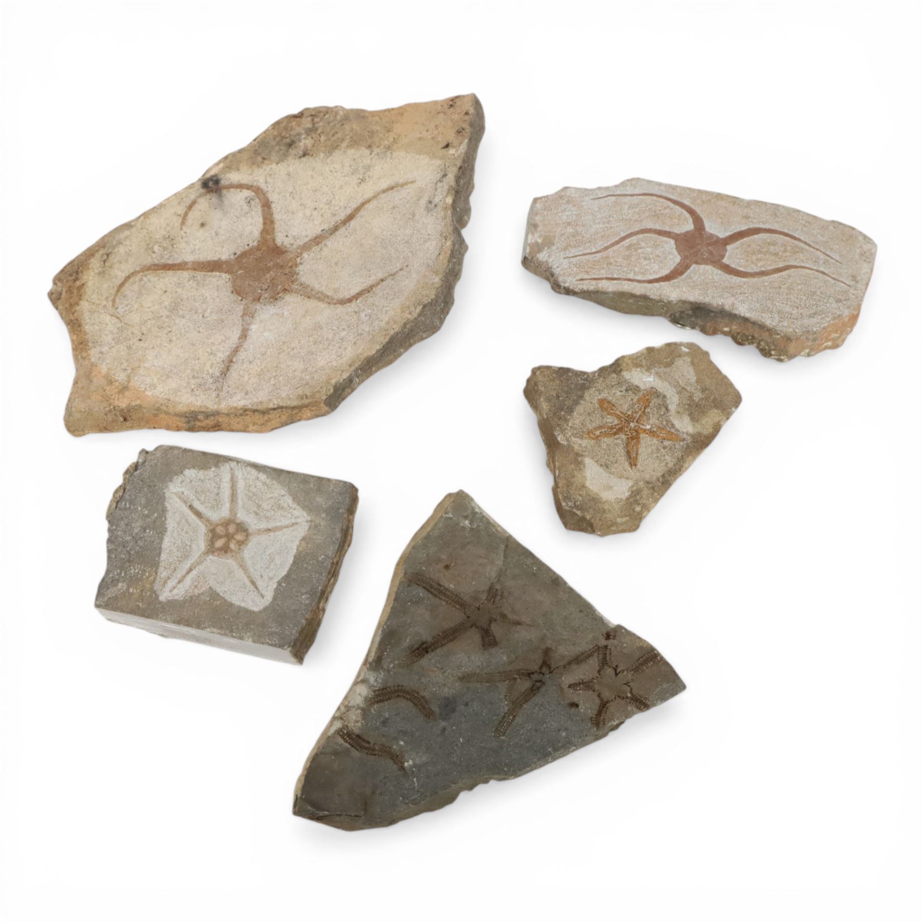 Five starfish fossils, comprising Lapworthura sp age; Ordovician period, location Dorset England, Lapworthura miltoni, age; Silurian period location; Ludlow Shropshire, England, Ophuriodea sp age; Ordovician period, location; Atlas Mountain Morocco, Asteroid sp. age; Ordovician period, location Atlas Morocco and Ophioderma egertoni, age; Jurassic period, location; Dorset Coast England  