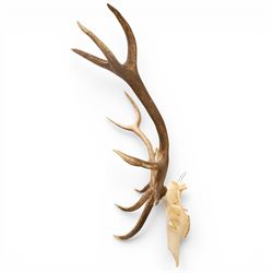 Antlers/Horns - Pair of Red Deer (Cervus elaphus) antlers on skull, H117cm