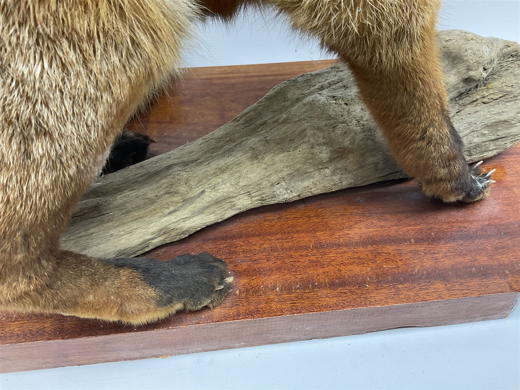Taxidermy:  Red Fox (Vulpes vulpes), full adult mount stood upon a dry tree root and mounted on a wooden plinth, H50cm