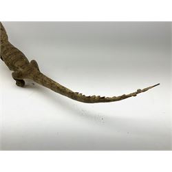 Taxidermy: Spectacled Caiman (Caiman crocodilus), H16cm, L64cm.