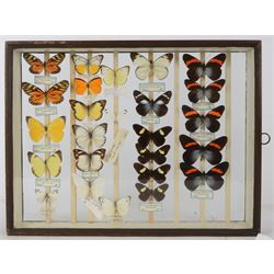 Entomology; British Natural History Museum wartime cabinets with eight double glazed draws with over two hundred butterfly specimens, including Lycaenidae, Dismorphia, Satyridae, Nymphalidae etc, The cabinets were used to house the entire collection of insects from the British Natural History Museum, which in turn were removed from the Museum to a safe place away from the London Blitz during World War Two, there were eight draws to each cabinet which had handles on the top for ease of lifting and transportation.They have adjustable corked wood slats so as to accommodate various size insects (Wing Spans etc), whilst keeping them in neat rows 