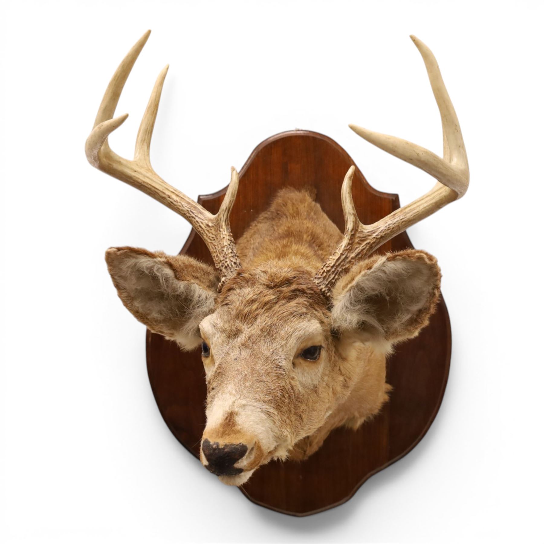 Taxidermy - White-tailed Deer (Odocoileus virginianus), adult male stag shoulder mount looking outward, eight-point antlers mounted on wooden shield, projection from wall 63cm 