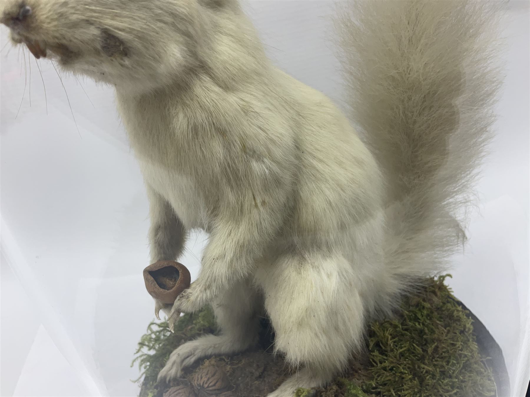 Taxidermy: Victorian albino Squirrel (Sciurus vulgaris), full mount adult, holding a hazelnut, upon naturalistic ground, enclosed beneath later glass dome with ebonised base, H32cm