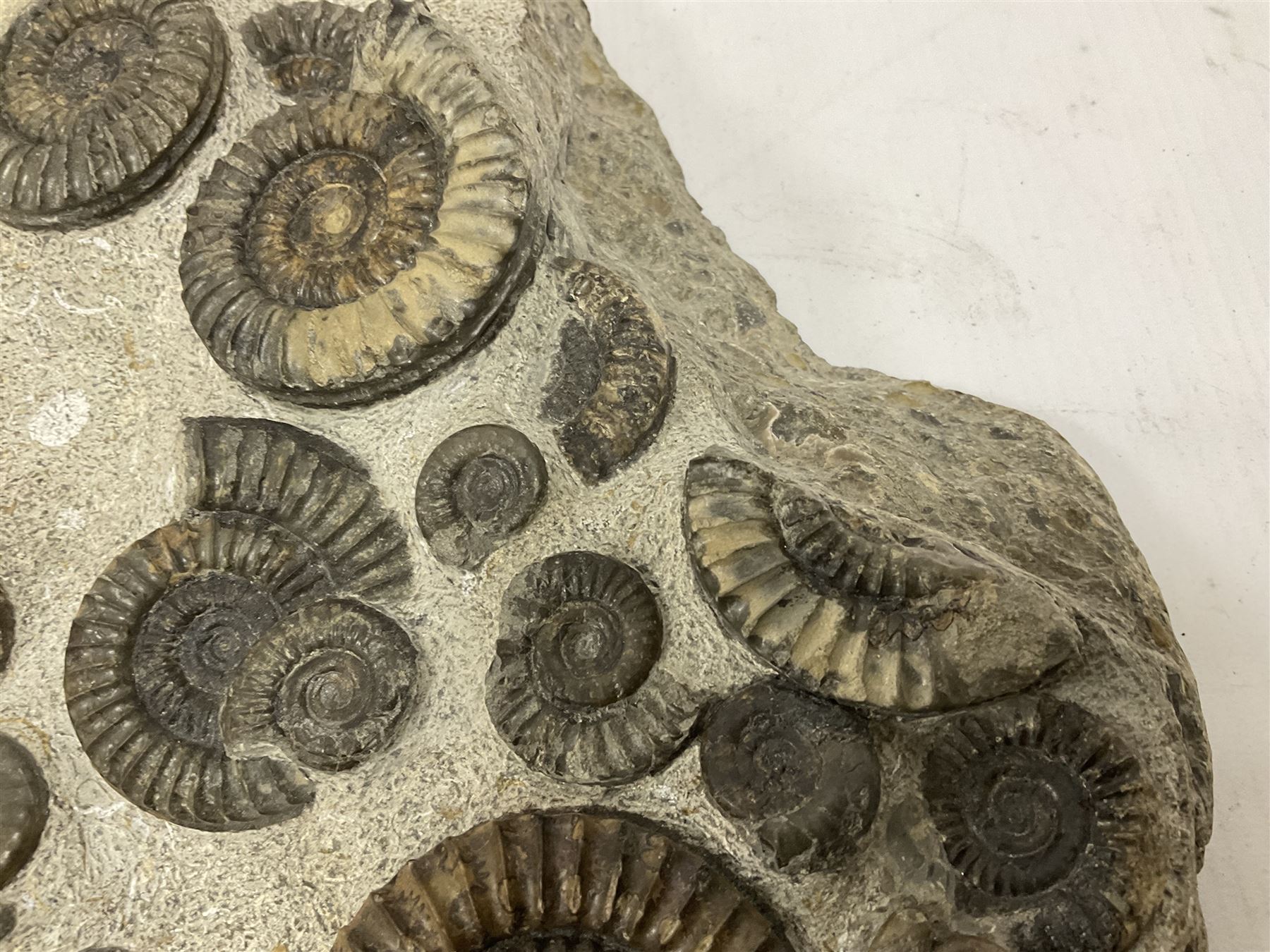 Ammonite multi-block fossil, comprising Arnioceras semicostatum, age; Jurassic period, location; Tunstall, Holderness coast, H30cm, L30cm 