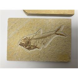 Two fossilised fish (Knightia alta) each in an individual matrix, age; Eocene period, location; Green River Formation, Wyoming, USA, largest matrix H8cm, L16cm