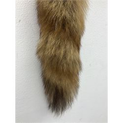 Taxidermy; Red fox mask (Vulpes vulpes), with mouth agape bearing teeth, mounted upon oak shield, with brush, shield L26cm