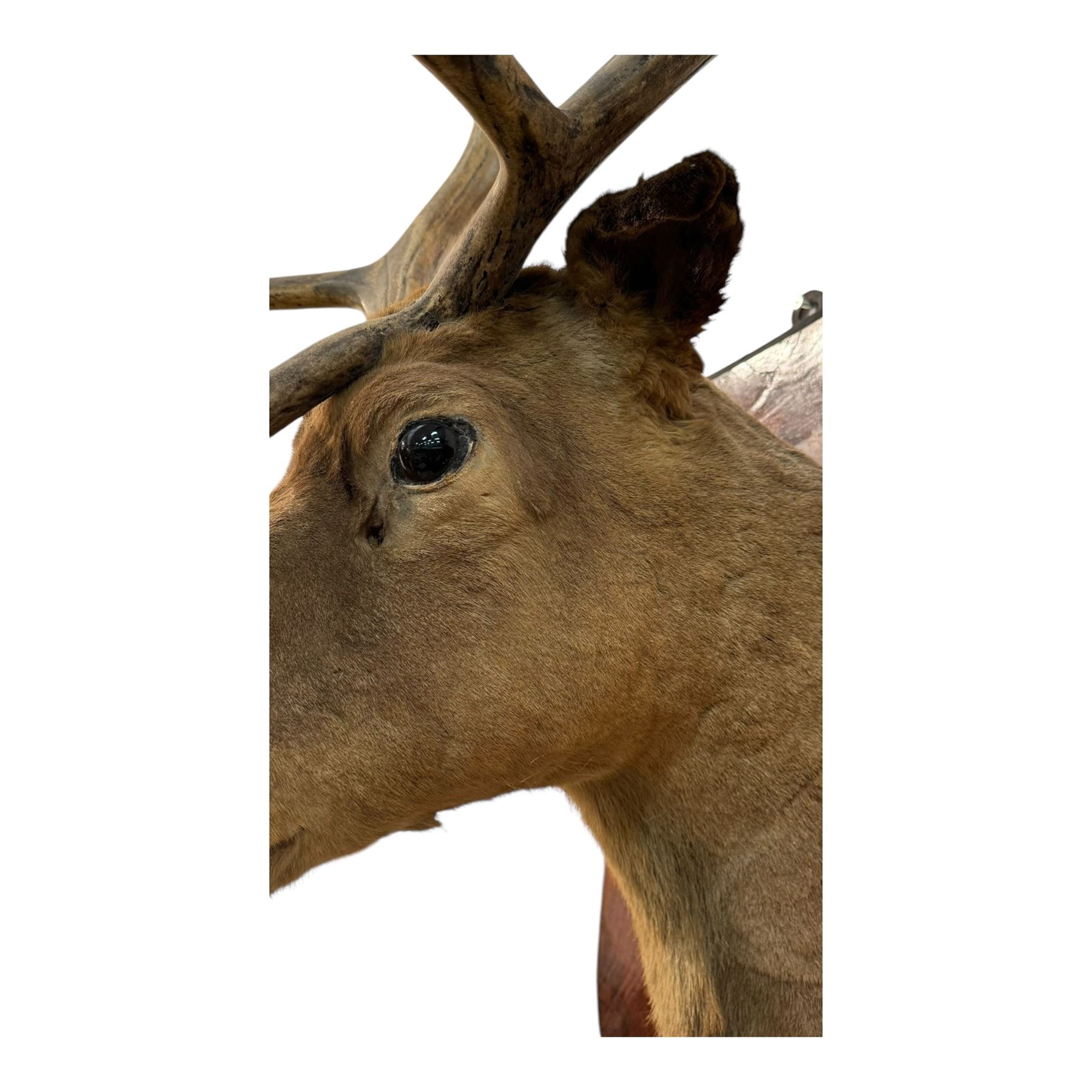 Taxidermy: Elk (Cervus Canadensis) shoulder mount looking straight ahead including an abnormal antler growth, upon a wooden shield, D60cm