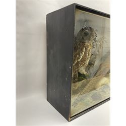 Taxidermy: Victorian mixed diorama, by by J.E. Massey, Taxidermist, Finkle Street, Malton, comprising, Tawny owl (Strix Aluco), Ring-Necked Pheasant (Phasianus colchicus), Stoat (Mustela erminea), and Snipe (Gallinago Gallinago), amidst a natural setting, encased with an ebonised single-glass display case, H50cm, L80cm, D22cm