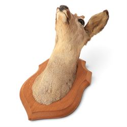 Taxidermy: European Roe Deer (Capreolus capreolus), shoulder mount, together with Roe deer antlers on cut upper skull