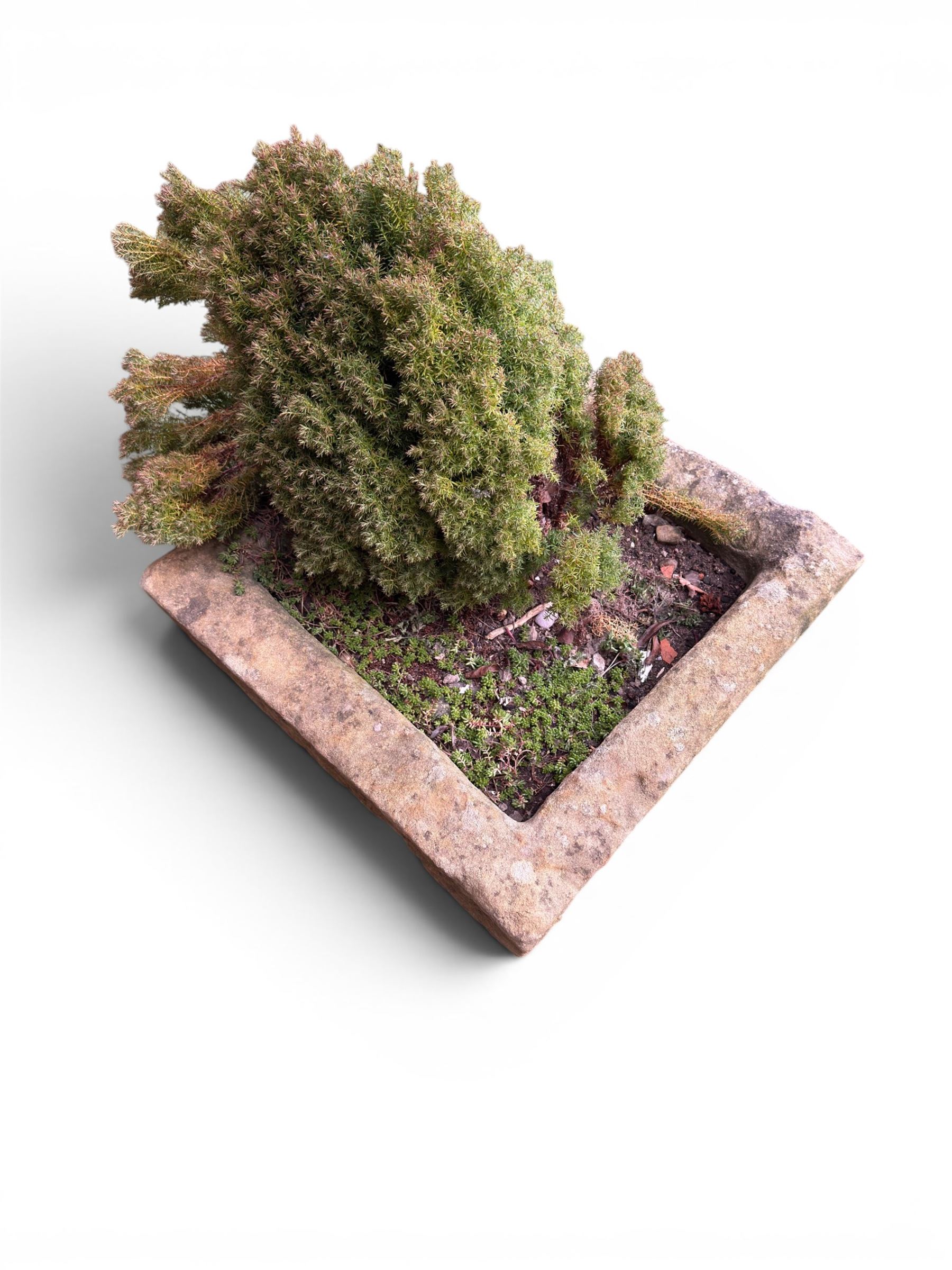 19th century hewn stone planter of square form, planted 