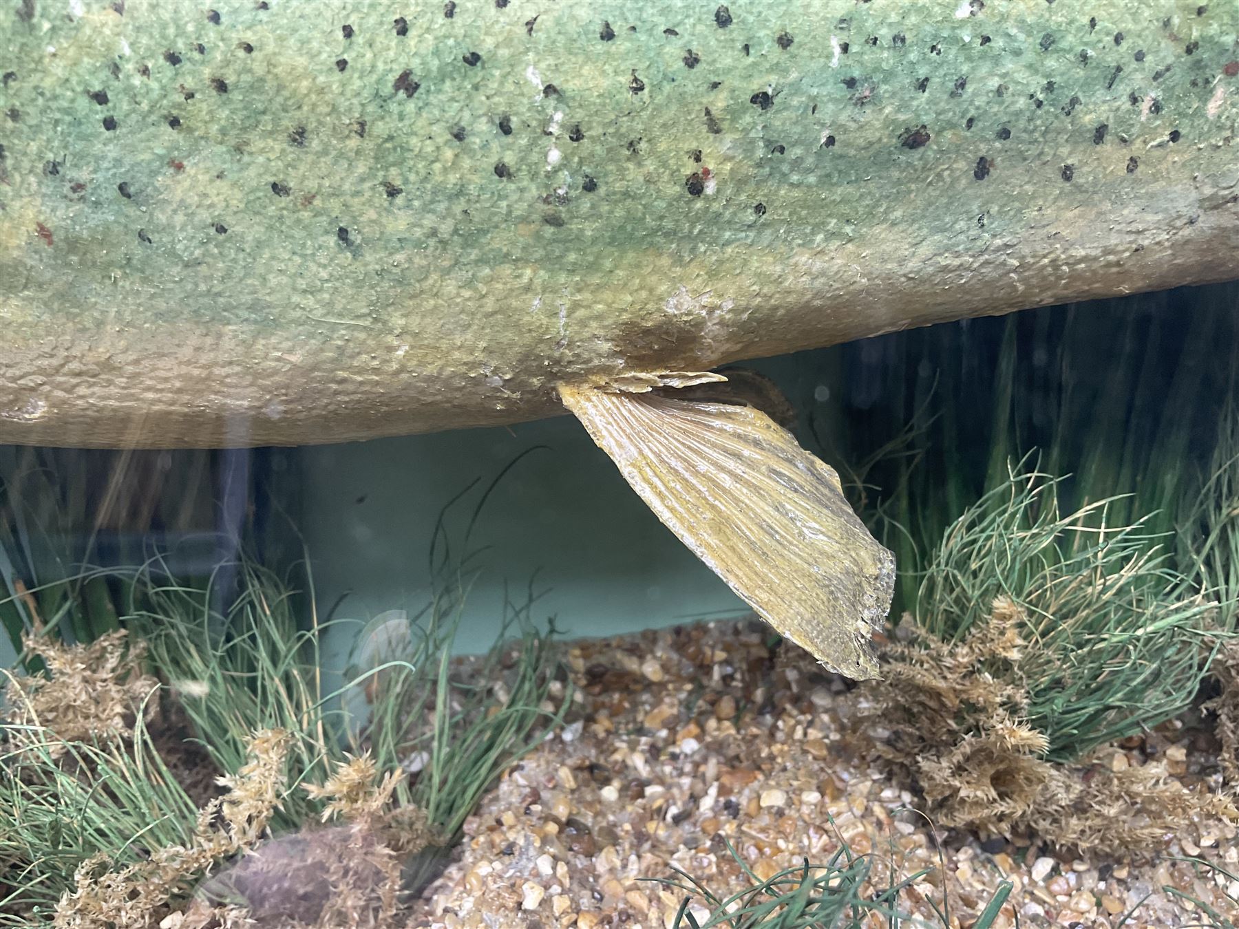 Taxidermy: Brown trout (Salmo trutta), skin mount set above a pebbled river bed with reeds and ferns, against blue painted back drop, enclosed within an ebonised bow-front display case, with 'Costa Beck May 27th 1911, Weight 2 1/2lbs', inscribed to the glass, H34cm, L58cm 