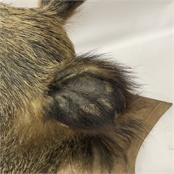 Taxidermy: European Wild Boar (Sus scrofa), adult male shoulder mount looking straight ahead mouth agape, mounted upon a wooden shield, D52cm