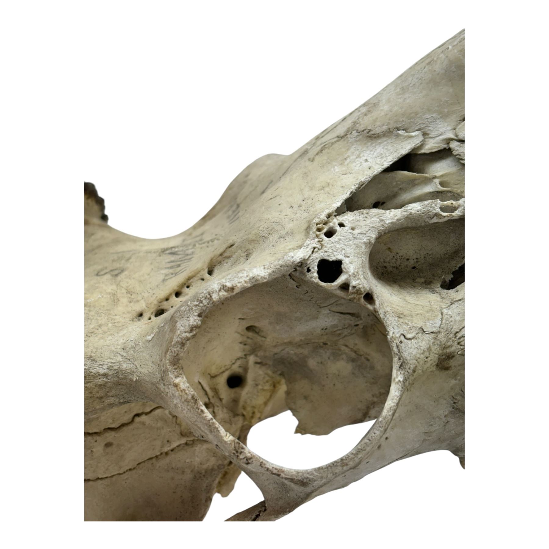 Antlers/Horns; two pair of Red Deer (Cervus elaphus) antlers upon partial skulls