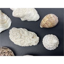 Conchology: collection of dried coral specimens together with a large collection of shells including cowrie shell, etc 
